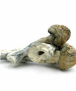 Thrasher Magic Mushrooms