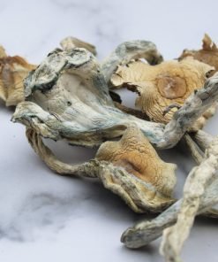 Treasure Coast Magic Mushrooms