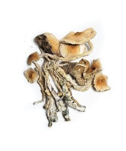 Transkei Magic Mushrooms