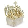 Albino A+ Mushroom Grow kit For Sale Online Australia