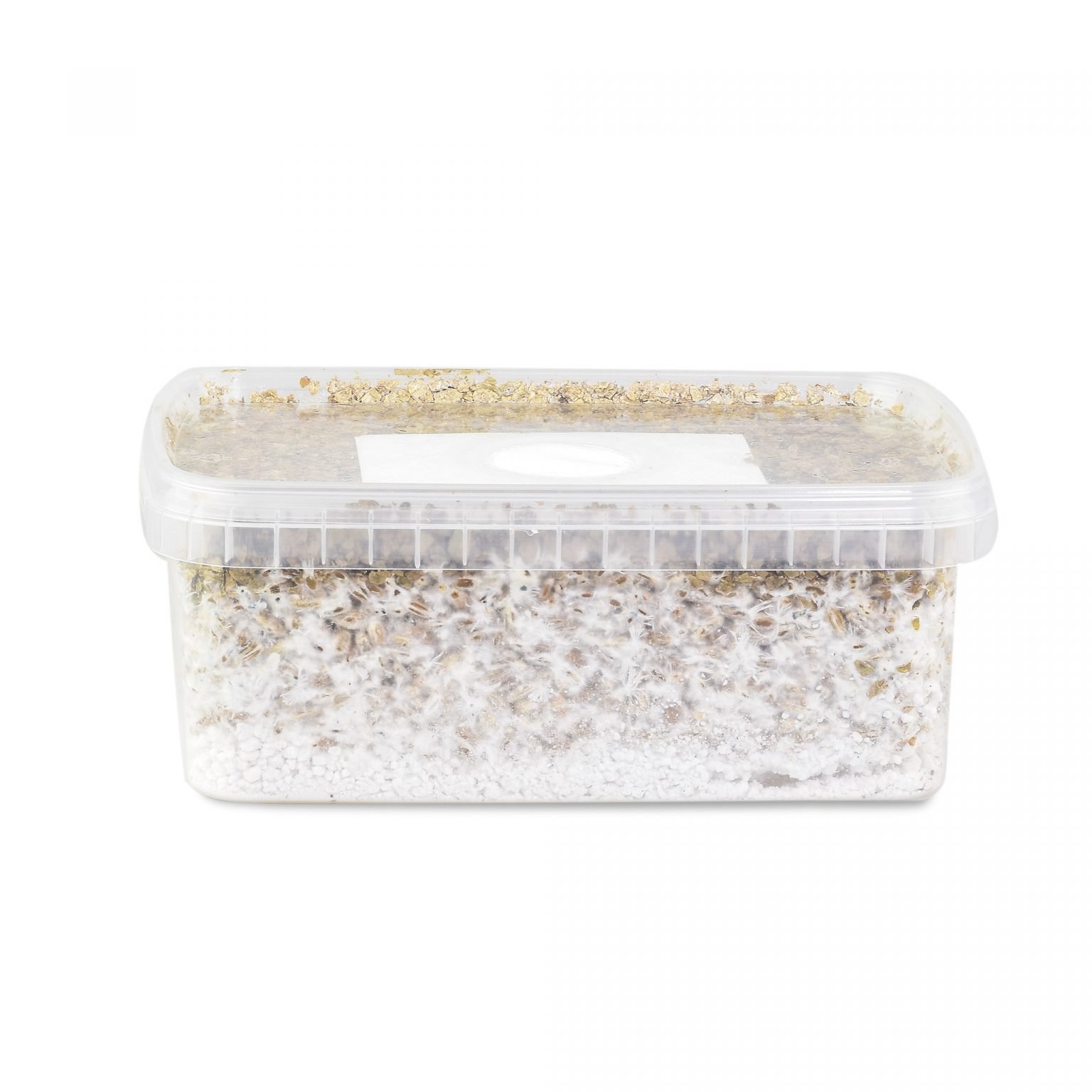 Albino Penis Envy Mushroom Grow kit For Sale Online Australia
