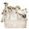 Albino Penis Envy Mushroom Grow kit For Sale Online Australia
