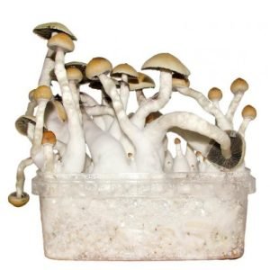 Albino Penis Envy Mushroom Grow kit For Sale Online Australia