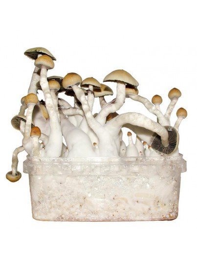 Albino Penis Envy Mushroom Grow kit For Sale Online Australia