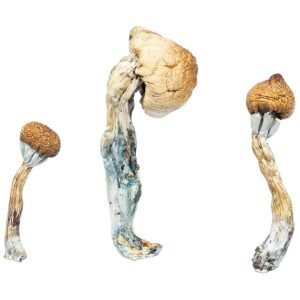 Buy Albino Penis Envy Mushroom in Australia