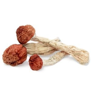 Amazonian Mushroom for sale in Australia