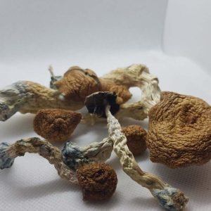 Amazonian Mushroom for sale in Australia