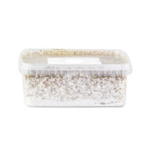 Amazonian Mushroom Grow Kit For Sale Online Australia