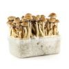 buy Amazonian Mushroom Grow Kit in australia online