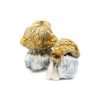 Avalanche Magic Mushrooms For Sale In Australia Online