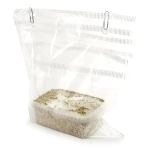Alternative view of B+ Mushroom Grow kit