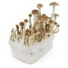  B+ Mushroom Grow kit For Sale Online Australia