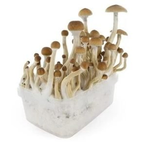  B+ Mushroom Grow kit For Sale Online Australia
