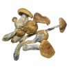B+  Magic Mushroom For Sale Online In Australia