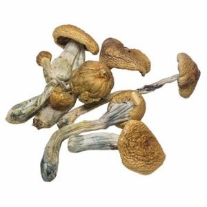 B+  Magic Mushroom For Sale Online In Australia