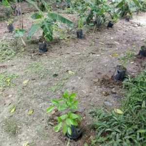 BUY IBOGA POT NURSERY IN AUSTRALIA ONLINE