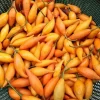 Buy Iboga Seed Pots online in Australia