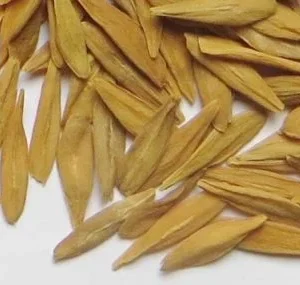 Buy Strophanthus Gratus Seeds online in Australia