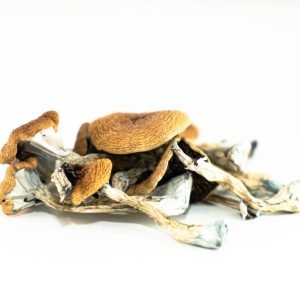 Brazilian Mushroom For Sale In Australia