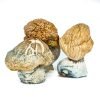 Buy Burmese Magic Mushrooms Online Australia