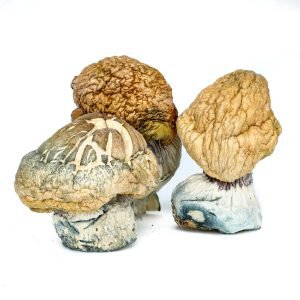 Buy Burmese Magic Mushrooms Online Australia