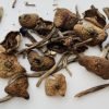 Wavy Caps Magic Mushrooms For Sale in Australia