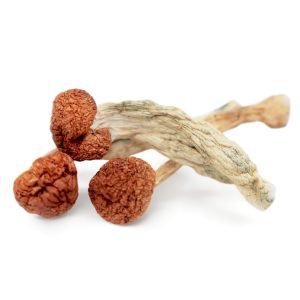 Buy Cambodian Magic Mushrooms In Australia