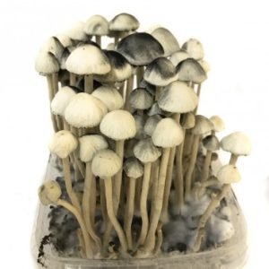 Copelandia Hawaiian Mushroom Grow kit For Sale Online Australia