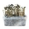 Copelandia Hawaiian Mushroom Grow kit For Sale Online Australia