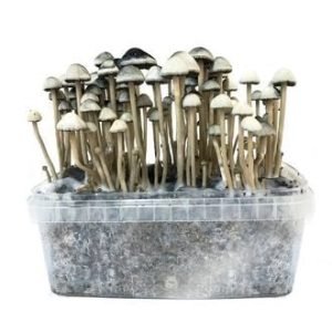 Copelandia Hawaiian Mushroom Grow kit For Sale Online Australia