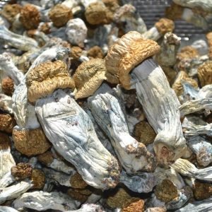 Ecuadorian Magic Mushrooms