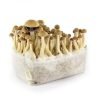 Ecuadorian Mushroom Grow Kit for sale online Australia