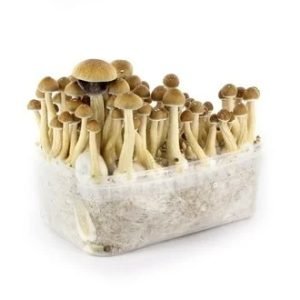 Ecuadorian Mushroom Grow Kit for sale online Australia