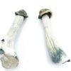 Psilocybe Azurescens Magic Mushrooms For Sale Online Australia 
