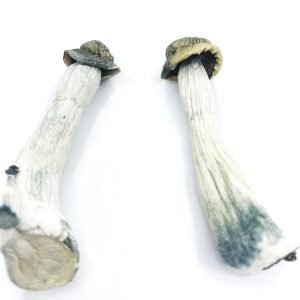 Psilocybe Azurescens Magic Mushrooms For Sale Online Australia 
