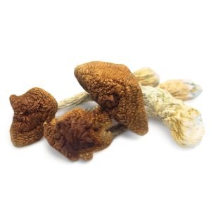 Golden TeacherĀ Magic Mushrooms For Sale in Australia
