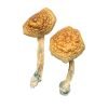 Golden Mammoth Magic Mushrooms For Sale in Australia