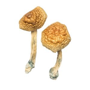 Golden Mammoth Magic Mushrooms For Sale in Australia