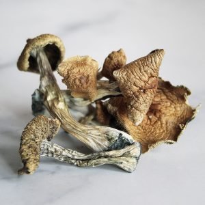 Golden Teacher  Magic Mushrooms For Sale in Australia