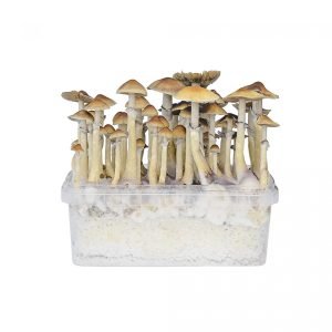Hawaiia Mushroom Grow Kit For Sale Online Australia