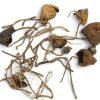 Buy Liberty Caps Magic Mushrooms Online Australia