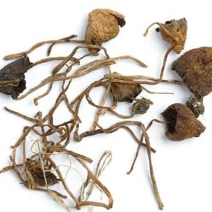 Buy Liberty Caps Magic Mushrooms Online Australia