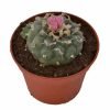 Lophophora Decipiens Peyote For Sale Online Australia