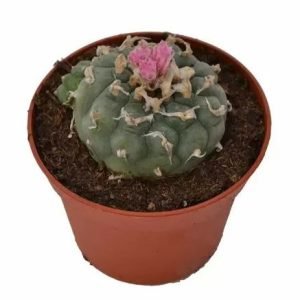 Lophophora Decipiens Peyote For Sale Online Australia