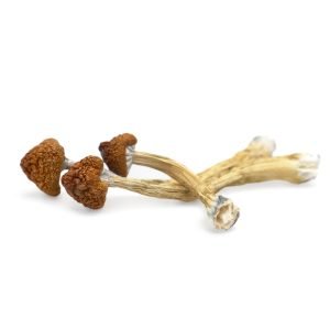 Buy Big Mex Magic Mushrooms in Australia