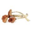 Buy Malabar Magic Mushrooms Online Australia