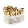 Mazatapec Mushroom Grow kit For Sale Online Australia