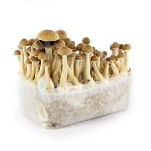 Mazatapec Mushroom Grow kit For Sale Online Australia
