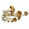 McKennaii Magic Mushrooms For Sale Online Australia