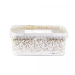 Mexican mushroom cultivation kit for sale online Australia